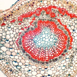 HOJA DE CAFE, S.T. Marca Zuzi.
