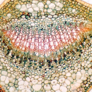 HOJA DE CAMELLIA SINENSIS (CAMELIA), S.T. Marca Zuzi.