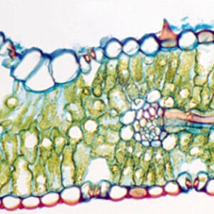 HOJA DE TRITICUM AESTIVUM (TRIGO), S.T. Marca Zuzi.