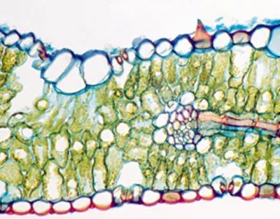 HOJA DE TRITICUM AESTIVUM (TRIGO), S.T. Marca Zuzi.