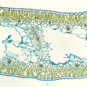 HOJA DE NARCISSUS TAZETTA, S.T. Marca Zuzi.