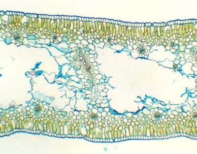 HOJA DE NARCISSUS TAZETTA, S.T. Marca Zuzi.