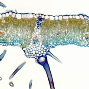 HOJA DE HIGUERA, S.T. Marca Zuzi.