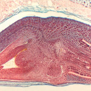 SEMILLA DE TRITICUM AESTIVUM (TRIGO), S.L. Marca Zuzi.