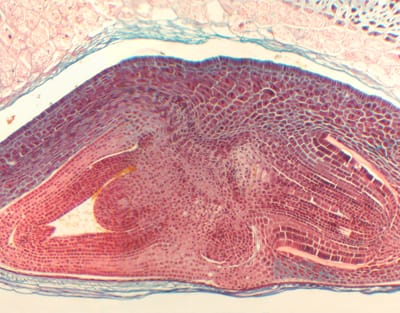 SEMILLA DE TRITICUM AESTIVUM (TRIGO), S.L. Marca Zuzi.