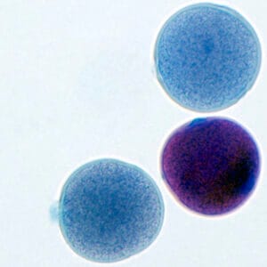 POLEN DE LUFFA CYLINDRICA, M.E. Marca Zuzi.