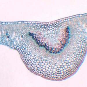 HOJAS DE MONO/DICOTILEDONEA, S.T. Marca Zuzi.