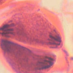MEIOSIS, ANTERA DE LIRIO, S.T. Marca Zuzi.