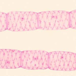 MASA VEGETATIVA DE SPIROGYRA, M.E. Marca Zuzi.