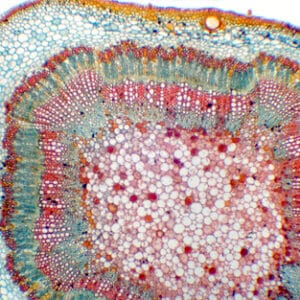 TALLO ADULTO DE GOSSYPIUM (ALGODONERO), S.T. Marca Zuzi.