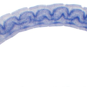 ALGA OSCILLATORIA, M.E. Marca Zuzi.