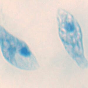 EUGLENA, M.E. Marca Zuzi.