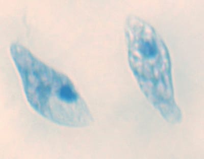 EUGLENA, M.E. Marca Zuzi.