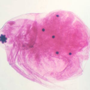DAPHNIA, M.E. Marca Zuzi.