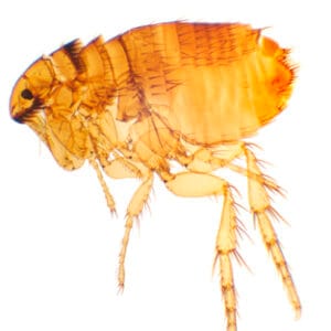 SIPHONAPTERA (PULGA), M.E. Marca Zuzi.