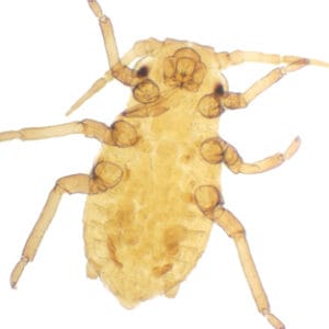 APHIS (PULGON), M.E. Marca Zuzi.