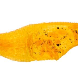 HIRUDO NIPPONIA (SANGUIJUELA), M.E. Marca Zuzi.