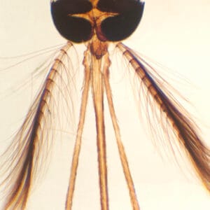 APARATO BUCAL DE MOSQUITO MACHO, M.E. Marca Zuzi.