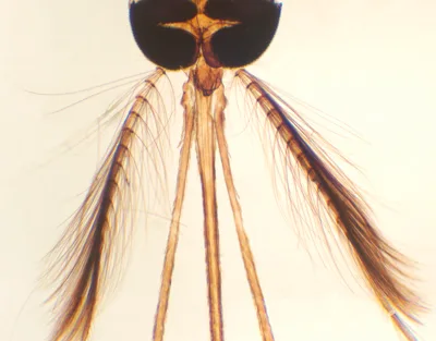 APARATO BUCAL DE MOSQUITO MACHO, M.E. Marca Zuzi.