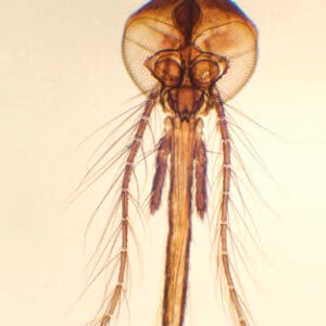 APARATO BUCAL DE MOSQUITO HEMBRA, M.E. Marca Zuzi.