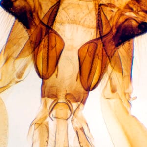 APARATO BUCAL DE ABEJA, M.E. Marca Zuzi.