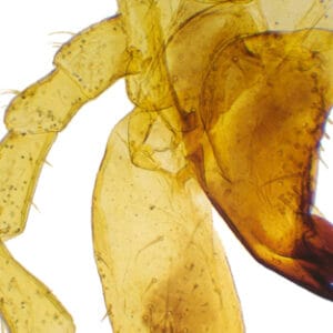 APARATO BUCAL DE SALTAMONTES, M.E. Marca Zuzi.