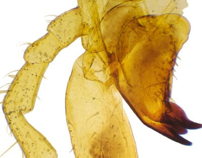APARATO BUCAL DE SALTAMONTES, M.E. Marca Zuzi.