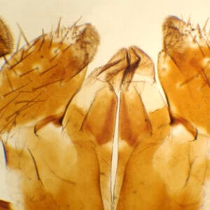 APARATO BUCAL PERIPLANETA (CUCARACHA), M.E. Marca Zuzi.
