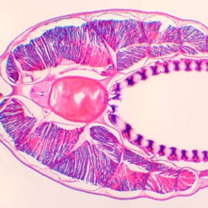 BRANCHIOSTOMA BELCHERI (ANFIOXO), FARINGE, S.T. Marca Zuzi.