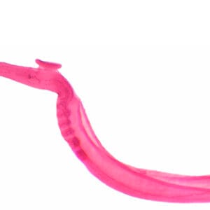 SCHISTOSOMA MACHO, M.E. Marca Zuzi.