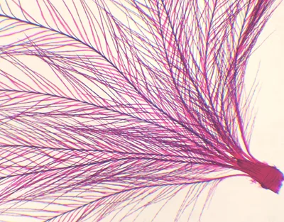 PLUMA DE PAJARO, M.E. Marca Zuzi.