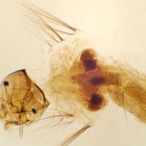 LARVA DE MOSQUITO, M.E. Marca Zuzi.