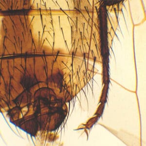 MOSCA COMUN, M.E. Marca Zuzi.