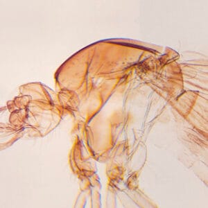 MOSQUITO HEMBRA, M.E. Marca Zuzi.