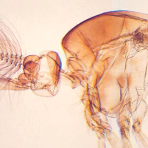 MOSQUITO MACHO, M.E. Marca Zuzi.