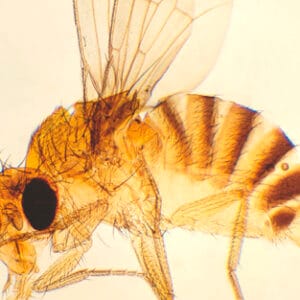 MOSCA DE LA FRUTA, M.E. Marca Zuzi.