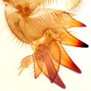 PATA DE INSECTO EXCAVADOR, M.E. Marca Zuzi.