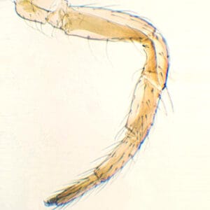 PATA DE INSECTO ANDADOR, M.E. Marca Zuzi.