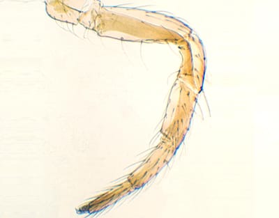 PATA DE INSECTO ANDADOR, M.E. Marca Zuzi.