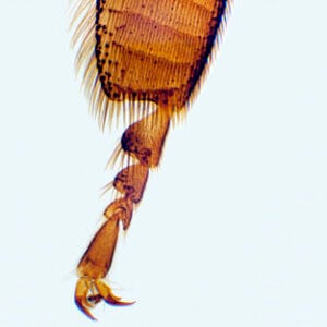 PATA DE INSECTO POLINIZADOR, M.E. Marca Zuzi.