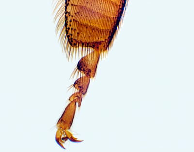 PATA DE INSECTO POLINIZADOR, M.E. Marca Zuzi.