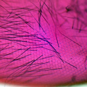 OJO COMPUESTO INSECTO, M.E. Marca Zuzi.