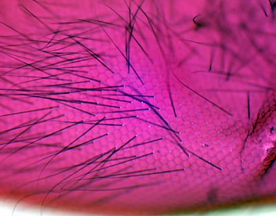 OJO COMPUESTO INSECTO, M.E. Marca Zuzi.