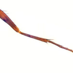 PATA DE MOSCA COMUN, M.E. Marca Zuzi.