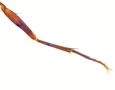 PATA DE MOSCA COMUN, M.E. Marca Zuzi.