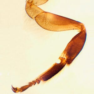 PATAS DELANTERA Y TRASERA DE ABEJA, M.E. Marca Zuzi.