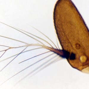 ANTENA DE MOSCA COMUN, M.E. Marca Zuzi.