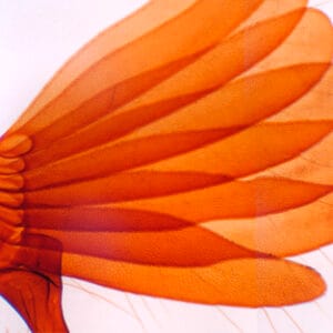 ANTENA DE ESCARABAJO, M.E. Marca Zuzi.