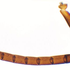 ANTENA DE ABEJA, M.E. Marca Zuzi.