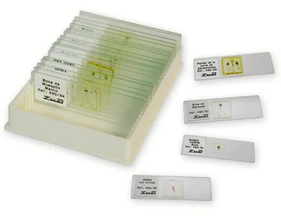 COLECCION CICLOS VITALES, 12 PREP. Marca Zuzi.